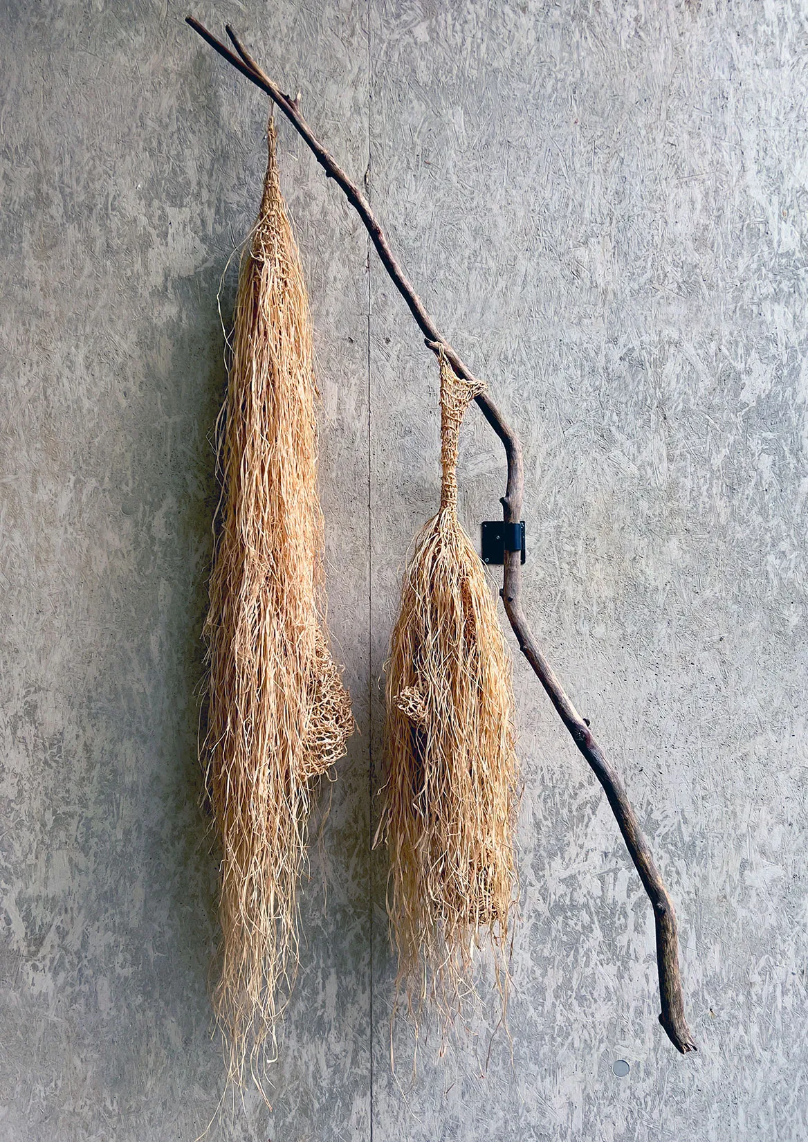 Two raffia nests hanging from a branch